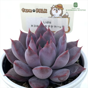 A plkGPxA Lidia×R[^Ae}nbN A pNc  GPxA 6cm|bg