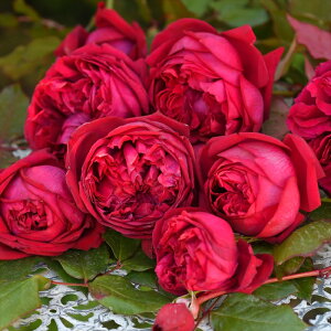 s\ y2025NtViz oc oc T IGeBX WNXgt io^o蒆 lG炫 KN ΂   hao 3{ȍ~