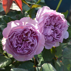 s\ y2025NtViz oc oc T IGeBX GUx[g io^o蒆 lG炫 KN ΂   hao 3{ȍ~