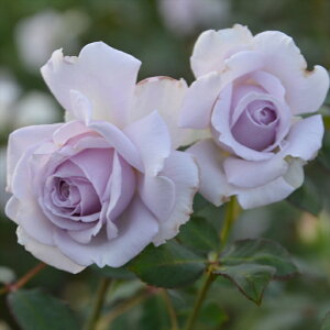 s\ y2025NtViz oc oc T IGeBX RgC io^o蒆 lG炫 KN ΂   hao 3{ȍ~