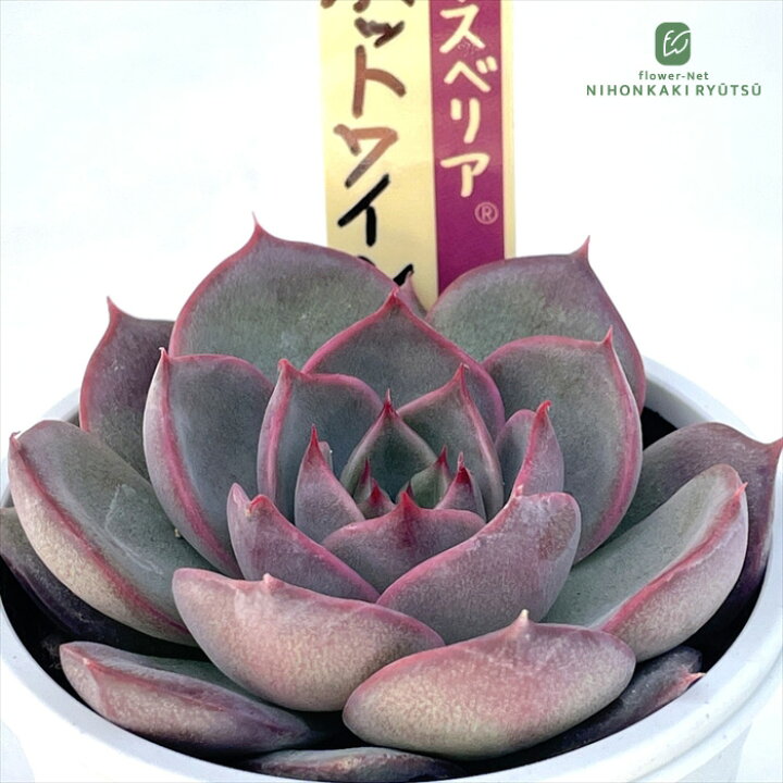 楽天市場】多肉植物 oriミックスベリア No.073 ホットワイン 多肉植物 