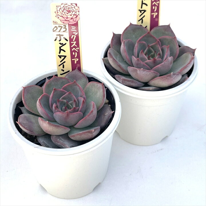 楽天市場】多肉植物 oriミックスベリア No.073 ホットワイン 多肉植物 