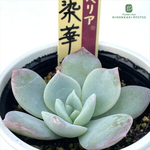 A ori~bNXxA No.074  A 炢c  GPxA 6cm|bg yll1_z