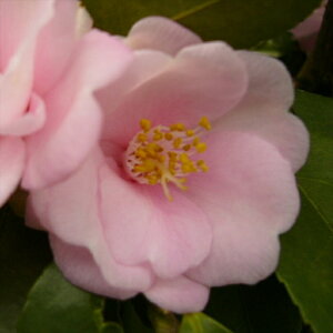 \̔ ֍炫 `̉ 9cm|bg  ΂ coL  ؂  Ԗ akq 2{ȍ~