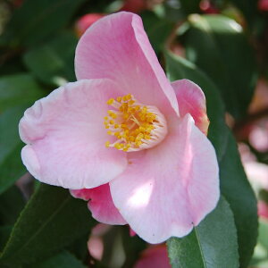 \̔ ֍炫 `̏ 9cm|bg  ΂ coL  ؂  Ԗ akq 2{ȍ~