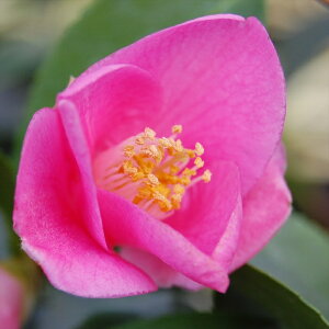 \̔ ֍炫 o_ 9cm|bg  ΂ coL  ؂  Ԗ akq 2{ȍ~