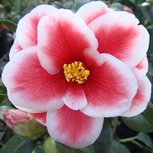 \̔ m ^}s[RbN 9cm|bg  ΂ coL  ؂  Ԗ akq 2{ȍ~