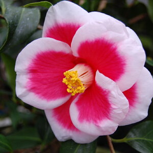 \̔ m ^}AJ[i 9cm|bg  ΂ coL  ؂  Ԗ akq 2{ȍ~