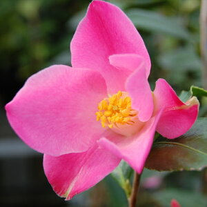 \̔ m `[bv^C 9cm|bg  ΂ coL  ؂  Ԗ akq 2{ȍ~