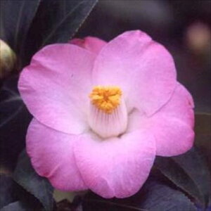 \̔ m Tj[TCh 9cm|bg  ΂ coL  ؂  Ԗ akq 2{ȍ~