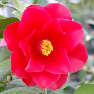 \̔ m t@C[_X 9cm|bg  ΂ coL  ؂  Ԗ akq 2{ȍ~