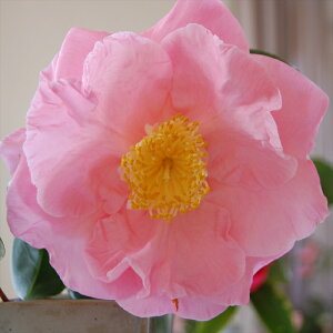 \̔ m w[EneBg 9cm|bg  ΂ coL  ؂  Ԗ akq 2{ȍ~