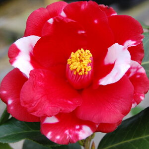 \̔ m t@CA[_Xp[eB[ 9cm|bg  ΂ coL  ؂  Ԗ akq 2{ȍ~