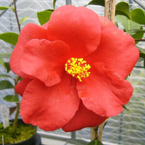 \̔ m Cxxbg 9cm|bg  ΂ coL  ؂  Ԗ akq 2{ȍ~