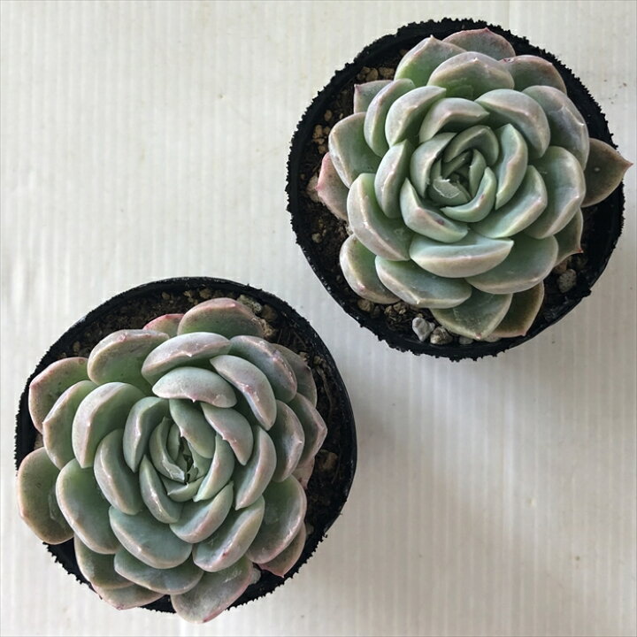 楽天市場 多肉植物 Hmエケベリア プリメラ 多肉植物 エケベリア 6cmポット フラワーネット 日本花キ流通 楽天市場 多肉植物 Hmエケベリア プリメラ 多肉植物 エケベリア 6cmポット フラワーネット 日本花キ流通