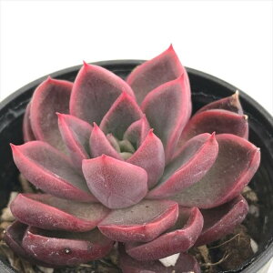 A hmGPxA AxXN A GPxA 6cm|bg