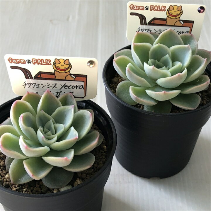 多肉植物 plkエケベリア チワワエンシスyecora×エレガンス 多肉植物 パルクさん苗 送料無料 エケベリア 6cmポット フラワーネット 日本花キ流通 多肉植物 plkエケベリア リンゼアナ×チワワエンシスyecora 多肉植物 パルクさん苗 送料無料 エケベリア 6cmポット