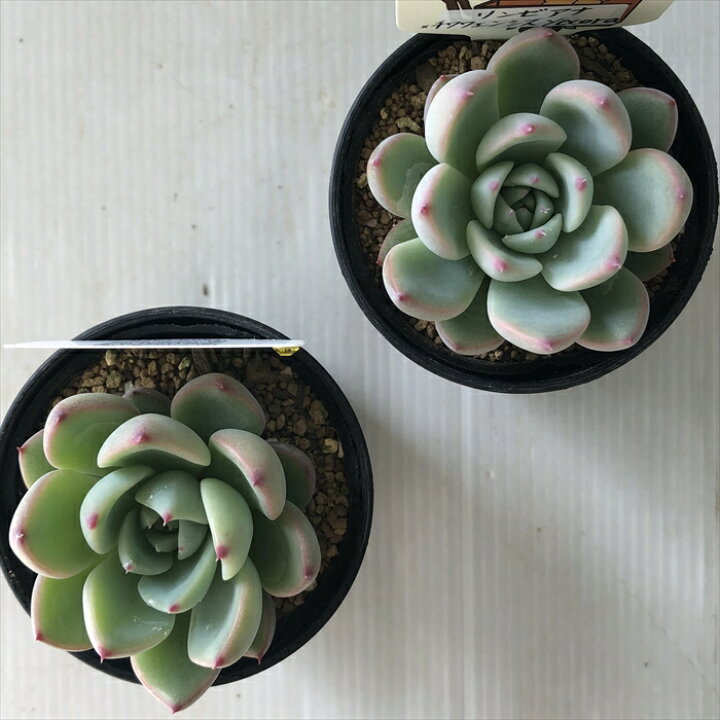 多肉植物 plkエケベリア リンゼアナ×チワワエンシスyecora 多肉植物 パルクさん苗 送料無料 エケベリア 6cmポット フラワーネット 日本花キ流通 多肉植物 plkエケベリア リンゼアナ×チワワエンシスyecora 多肉植物 パルクさん苗 送料無料 エケベリア 6cmポット