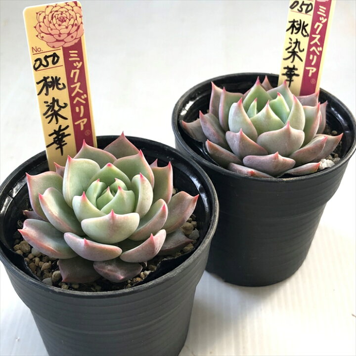 楽天市場】多肉植物 oriミックスベリア No.050 桃染華 多肉植物 お  