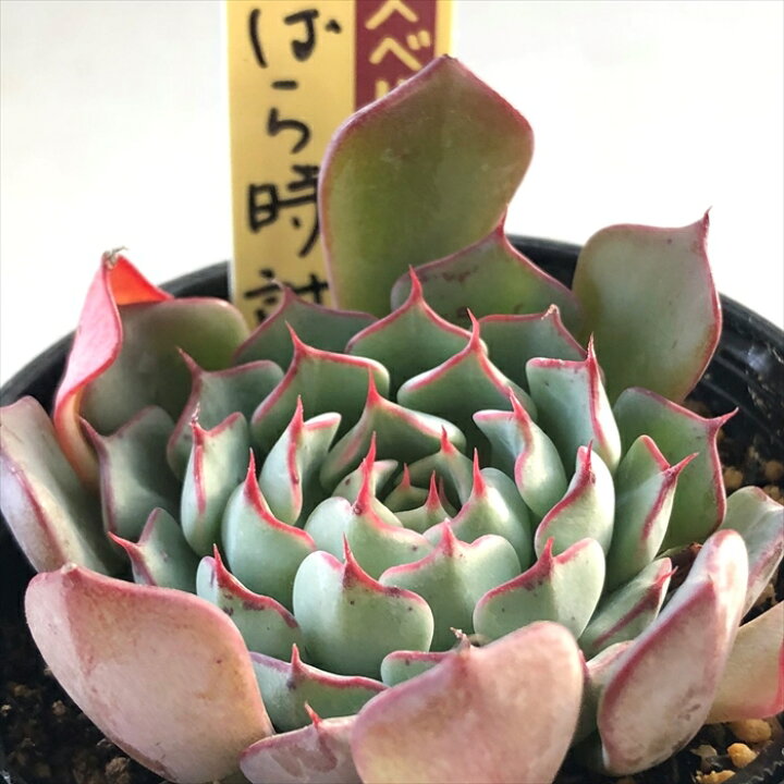 楽天市場】多肉植物 oriミックスベリア No.049 いばら時計 多肉植物 お 