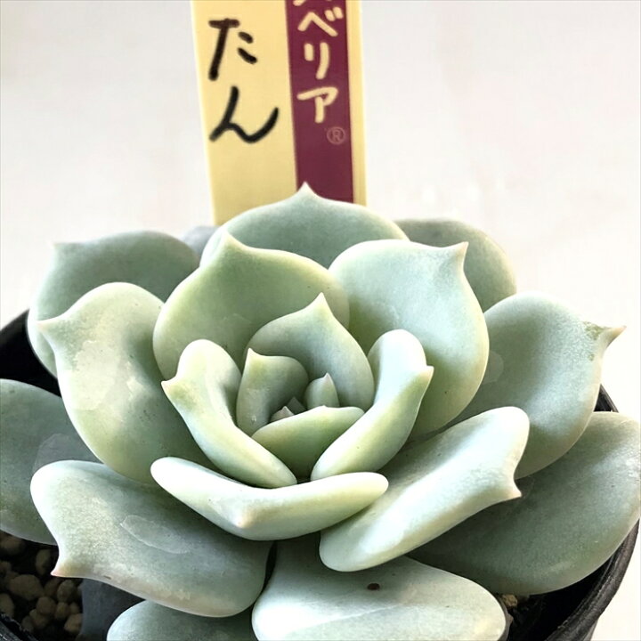 楽天市場】多肉植物 oriミックスベリア No.051 ぺったん 多肉植物 お 