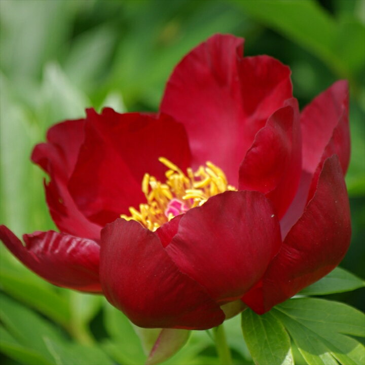 楽天市場 予約販売 インターセクショナルハイブリッド芍薬 開花見込み苗 スカーレットヘブン 15cm鉢 ハイブリッド芍薬 ハイブリッドシャクヤク 牡丹 芍薬交配種 花苗 落葉 Nic 4月下旬以降発送 フラワーネット 日本花キ流通