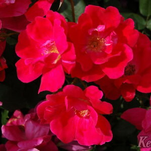 \̔ o c o Vc CA mbN AEg o^i KN ΂  o Vc sN kss 4{ȍ~