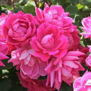 \̔ o c o Vc CA sN _u mbN AEg _i KN ΂  o Vc sN kss 4{ȍ~