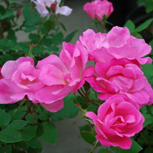 \̔ o c o Vc CA sN mbN AEg o^i KN ΂  o Vc sN kss 4{ȍ~