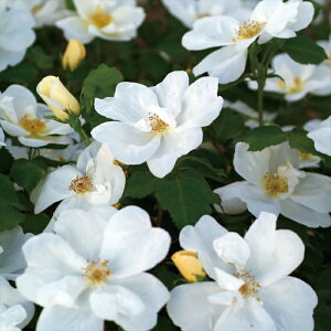 \̔ o c o Vc CA zCg mbN AEg o^i KN ΂  o Vc  kss 4{ȍ~