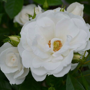 \̔ o c o Vc RfX xr[ACXo[O io^o菀 KN ΂  o Vc  kss 4{ȍ~