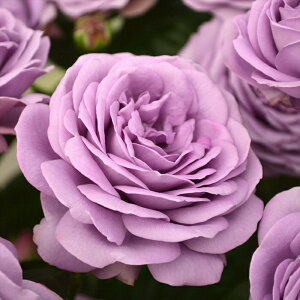 �\��̔� �o�� �c �o�� �V�c �R���f�X �J�C���_ �u���[ �o�^�i�� �K�N �΂� �������� �����o���� �V�c �� kss 4�����{�ȍ~����