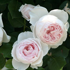 \̔ o c o Vc RfX NXeBA[i o^i KN ΂  o Vc sN kss 4{ȍ~