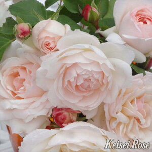 \̔ o c o Vc ^^E Xet@j[ ObexN o^i KN ΂  o Vc sN kss 4{ȍ~