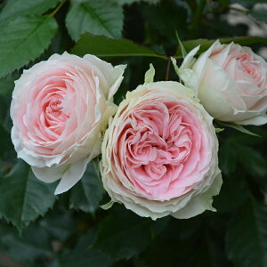 \̔ o c o Vc RfX pV~i KN ΂  o Vc sN kss 4{ȍ~