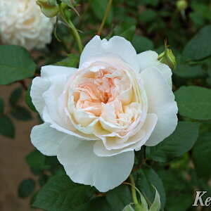 \̔ o c o Vc CA { o^i KN ΂  o Vc  kss 4{ȍ~