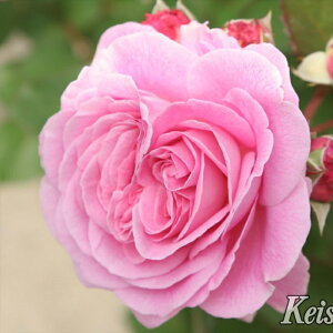 \̔ o c o Vc RfX }[ wGbe o^i KN ΂  o Vc sN kss 4{ȍ~