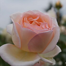 予約販売 バラ 苗 バラ 新苗 京成バラ園芸 薫乃（かおるの） 登録品種 薔薇 ばら 送料無料 京成バラ園 新苗 ピンク kss 4月中旬以降発送