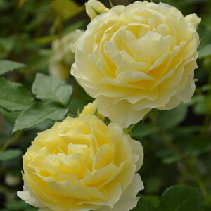 \̔ o c o Vc o| ij io^o蒆 KN ΂  o Vc F kss 4{ȍ~