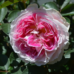 \̔ o c o Vc C^[vc zf[ ACh sIj[ io^o蒆 KN ΂  o Vc sN kss 4{ȍ~