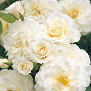 \̔ o c o Vc J&P t@rXI o^i KN ΂  o Vc  kss 4{ȍ~