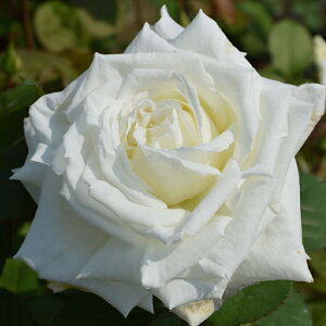 \̔ o c o Vc J&P nl pE 2 o^i KN ΂  o Vc  kss 4{ȍ~