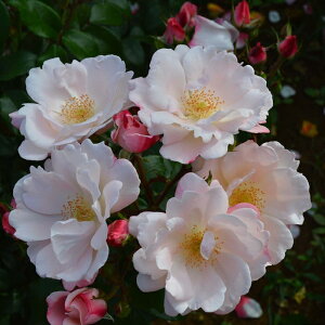 \̔ o c o Vc RfX O[e o^i KN ΂  o Vc sN kss 4{ȍ~