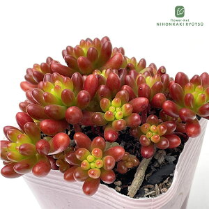 A seZ_ ΂܂̋ A Z_ 9cm|bg