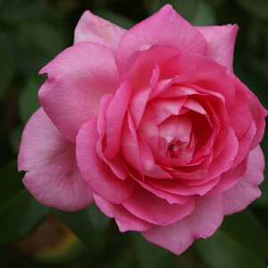 \̔ o c o Vc RfX ro[ o^i KN ΂  o Vc sN kss 4{ȍ~