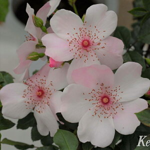 \̔ o c o Vc CA sN TN[i o^i KN ΂  o Vc sN kss 4{ȍ~