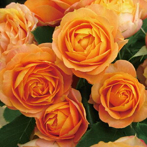 \̔ o c o Vc CA xr[}eBJ o^i KN ΂  o Vc IW kss 4{ȍ~