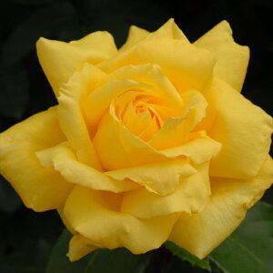 \̔ o c o Vc o| [Y Rn} o^i KN ΂  o Vc F kss 4{ȍ~