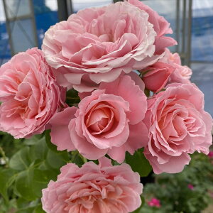 \̔ o c o Vc o| ߁i炲j io^o蒆 KN ΂  o Vc sN kss 4{ȍ~