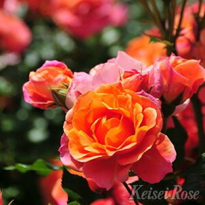 \̔ o c o Vc J&P fBYj[h[Y o^i KN ΂  o Vc IW kss 4{ȍ~